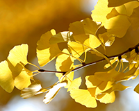 symbol_tree.png